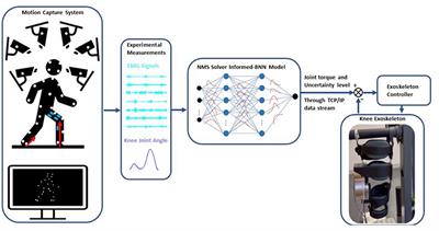 Neuromusculoskeletal model-informed machine learning-based control of a knee exoskeleton with uncertainties quantification